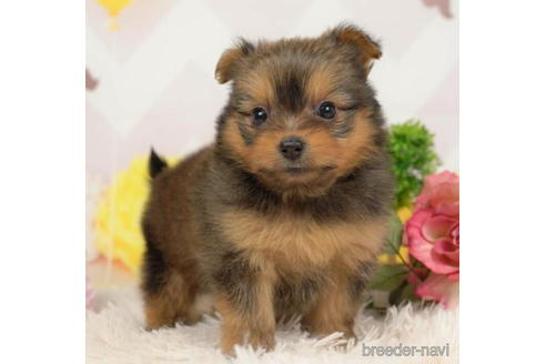 成約済の千葉県のミックス犬-211978